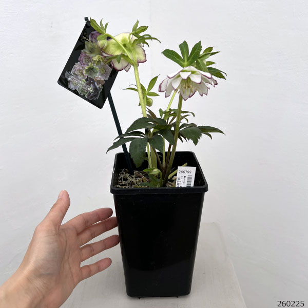 クリスマスローズ：セレクトダブル26-105／1.5Lポット【現品販売】