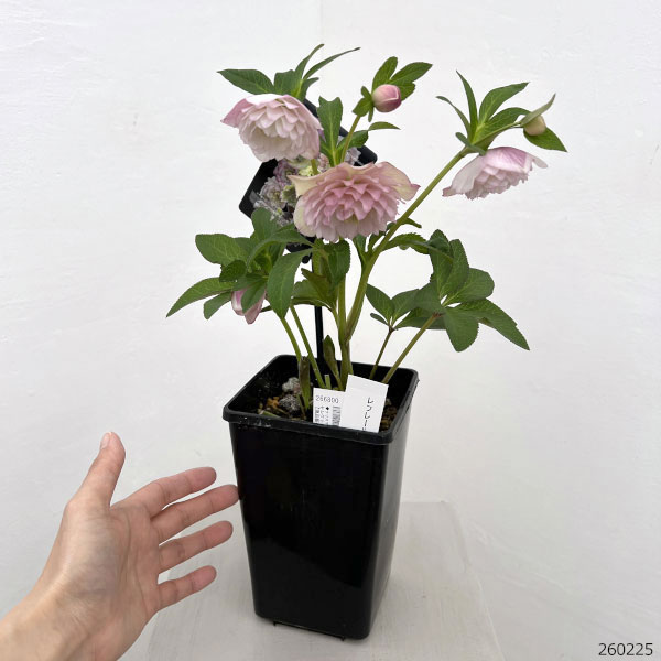 園芸ネット本店｜クリスマスローズ：セレクトダブル26-106 レフレール