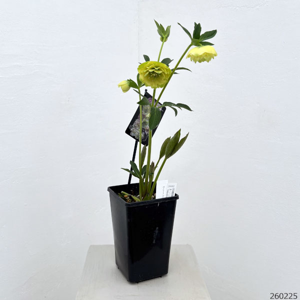 園芸ネット本店｜クリスマスローズ：セレクトダブル26-108 グリーン