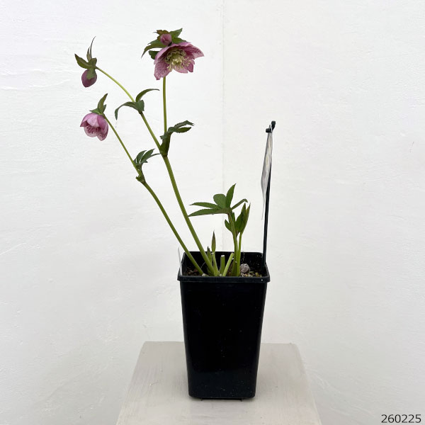 クリスマスローズ：セレクトセミダブル26-45／1.5Lポット【現品販売】