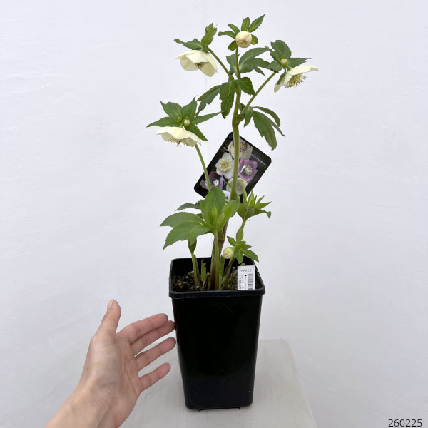 クリスマスローズ：セレクトセミダブル26-46／1.5Lポット【現品販売】