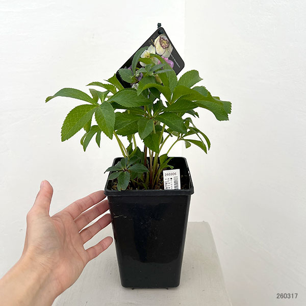 （わけあり特価）クリスマスローズ：セレクトセミダブル26-47／1.5Lポット【現品販売】