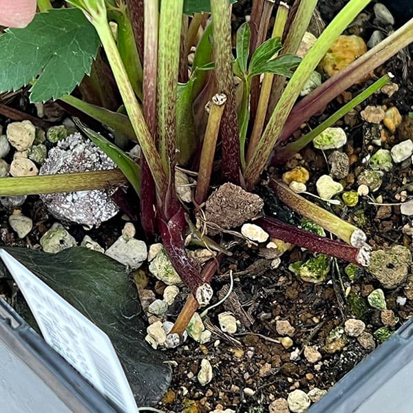 （わけあり特価）クリスマスローズ：セレクトセミダブル26-47／1.5Lポット【現品販売】