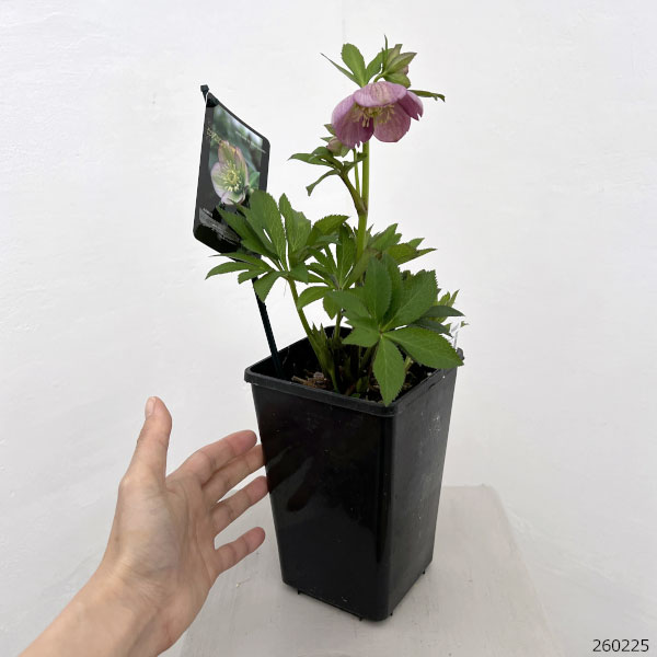 クリスマスローズ:スウィングシングル26-07/1.5Lポット【現品販売】