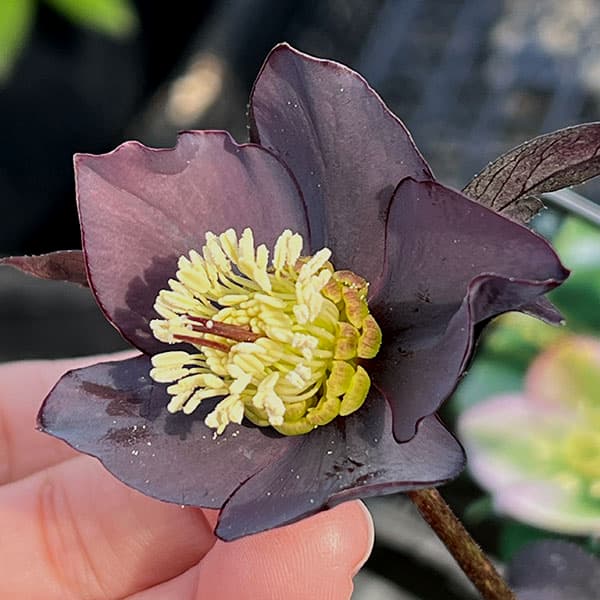 クリスマスローズ：スウィングシングル26-09／1.5Lポット【現品販売】（開花終了株）