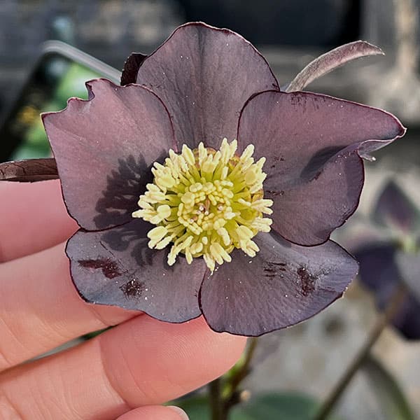 クリスマスローズ：スウィングシングル26-09／1.5Lポット【現品販売】（開花終了株）