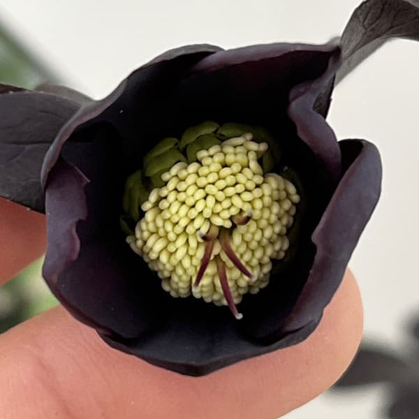 クリスマスローズ：スウィングシングル26-09／1.5Lポット【現品販売】（開花終了株）