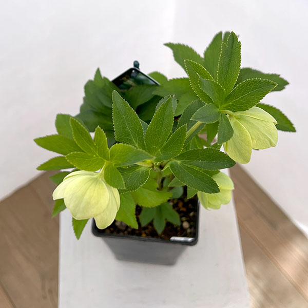 クリスマスローズ：スウィングシングル26-10／1.5Lポット【現品販売】