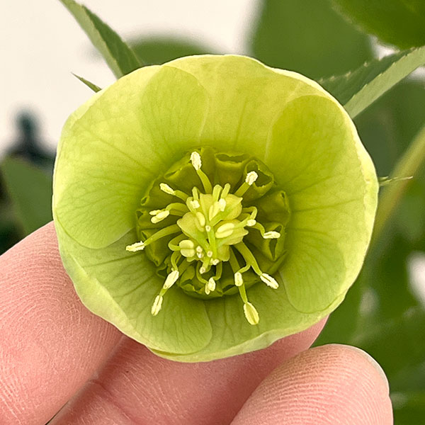 クリスマスローズ：スウィングシングル26-10／1.5Lポット【現品販売】