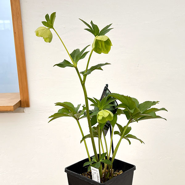 クリスマスローズ：スウィングシングル26-10／1.5Lポット【現品販売】