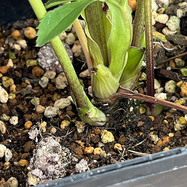 クリスマスローズ：スウィングシングル26-10／1.5Lポット【現品販売】