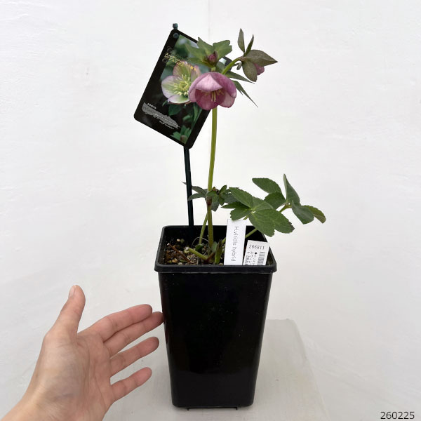 クリスマスローズ：スウィングシングル26-11　H.viridis hybrid／1.5Lポット【現品販売】