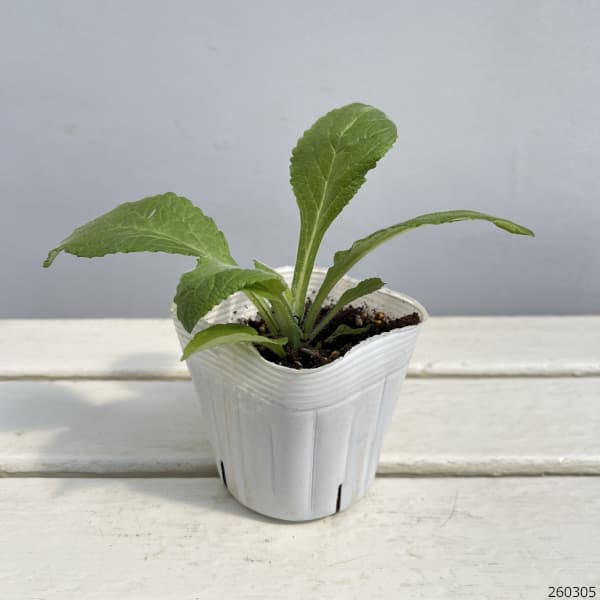 ジギタリス:ハナビーホワイト3.5号ポット*