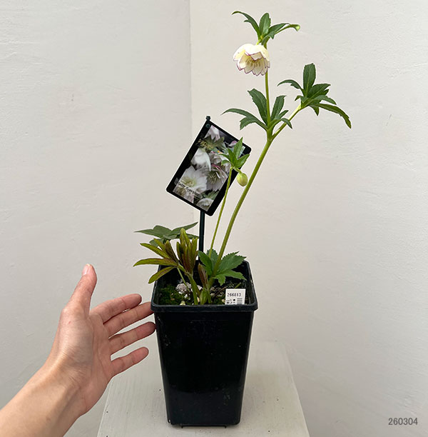 クリスマスローズ：スウィングダブル26-25／1.5Lポット【現品販売】