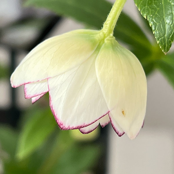 クリスマスローズ：スウィングダブル26-25／1.5Lポット【現品販売】