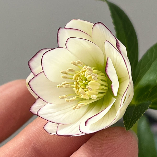 クリスマスローズ：スウィングダブル26-25／1.5Lポット【現品販売】