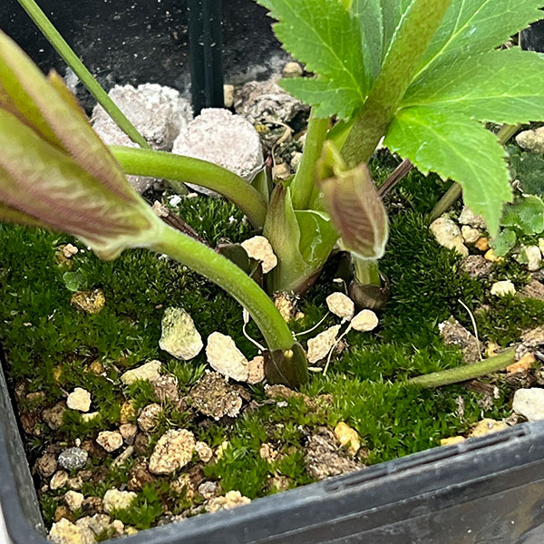 クリスマスローズ：スウィングダブル26-25／1.5Lポット【現品販売】