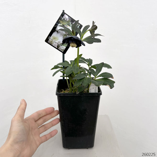 クリスマスローズ:スウィングダブル26-26/1.5Lポット【現品販売】