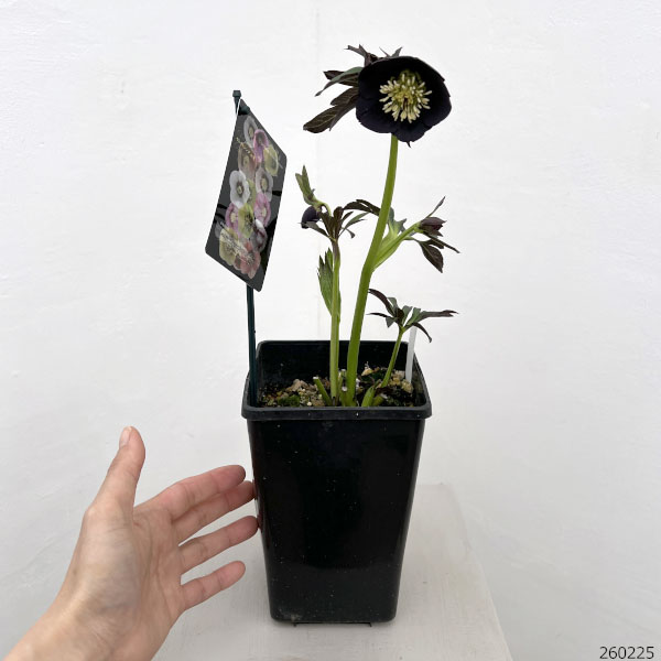 クリスマスローズ:セレクトシングル26-33/1.5Lポット【現品販売】