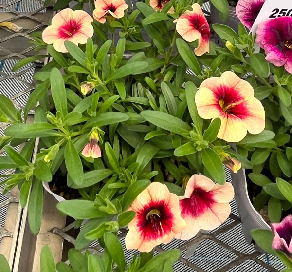 カリブラコア：ネオ　マンゴーラッシー3.5号ポット