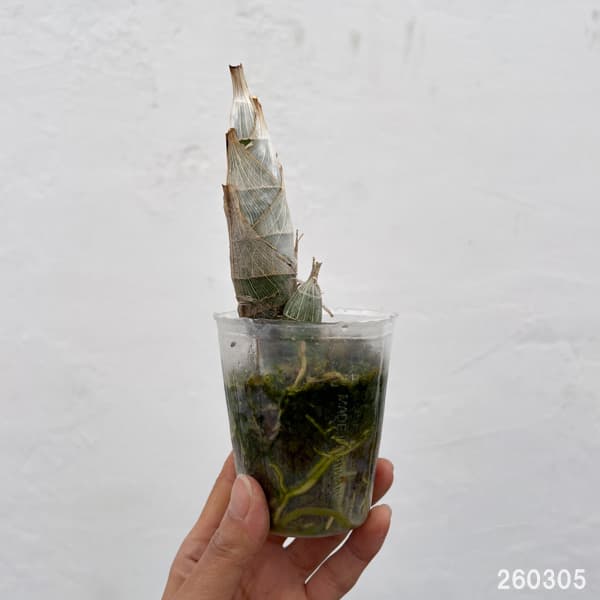 タケノコラン：フレッドクラーケアラ アフターダーク SVO ブラックパール2.5号ポット