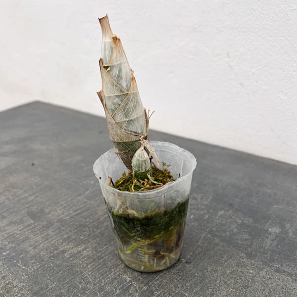 タケノコラン：フレッドクラーケアラ アフターダーク SVO ブラックパール2.5号ポット