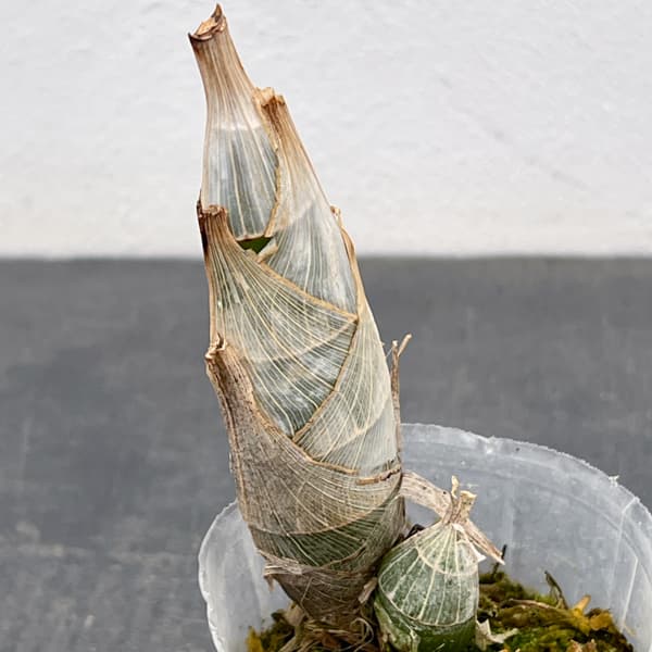 タケノコラン：フレッドクラーケアラ アフターダーク SVO ブラックパール2.5号ポット