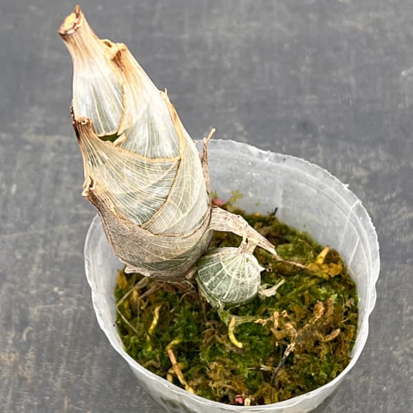 タケノコラン：フレッドクラーケアラ アフターダーク SVO ブラックパール2.5号ポット