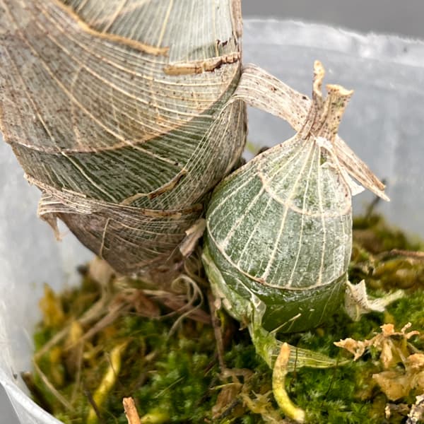 タケノコラン：フレッドクラーケアラ アフターダーク SVO ブラックパール2.5号ポット