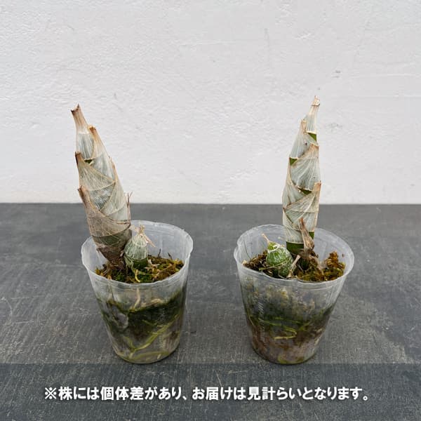 タケノコラン：フレッドクラーケアラ アフターダーク SVO ブラックパール2.5号ポット