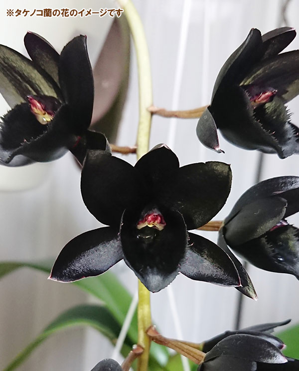 タケノコラン：フレッドクラーケアラ アフターダーク SVO ブラックパール2.5号ポット