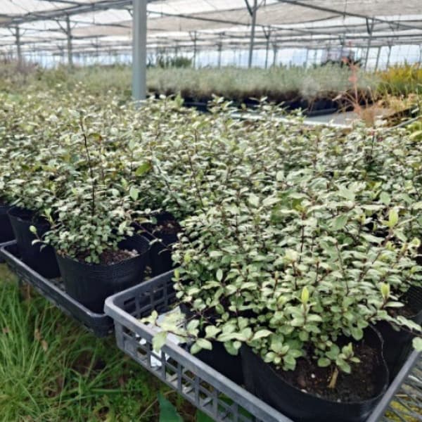 ピットスポルム:エルフィン5号ポット