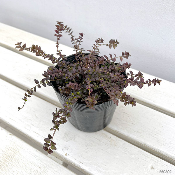 ロニセラ:バケッセンスゴールド4号ポット