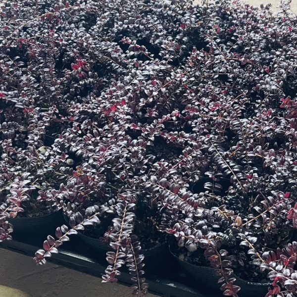 ロニセラ：バケッセンスゴールド4号ポット