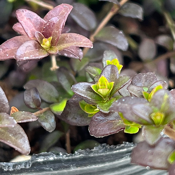 ロニセラ:バケッセンスゴールド4号ポット