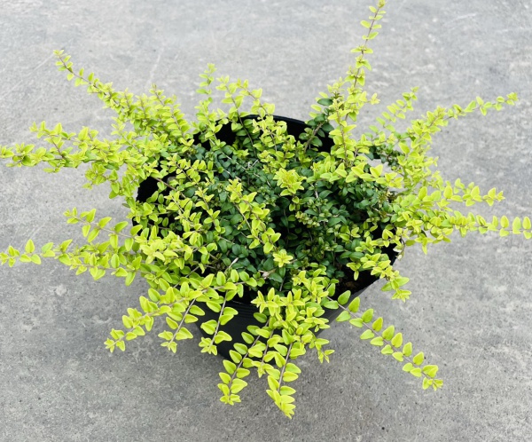 ロニセラ：バケッセンスゴールド4号ポット