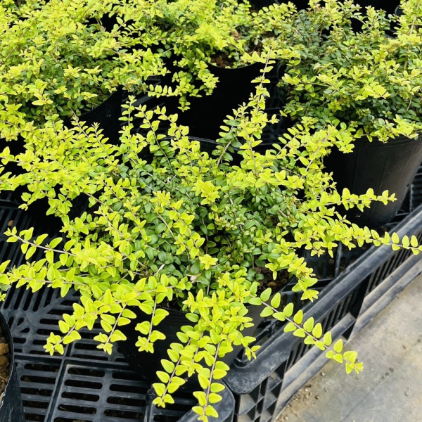 ロニセラ：バケッセンスゴールド4号ポット