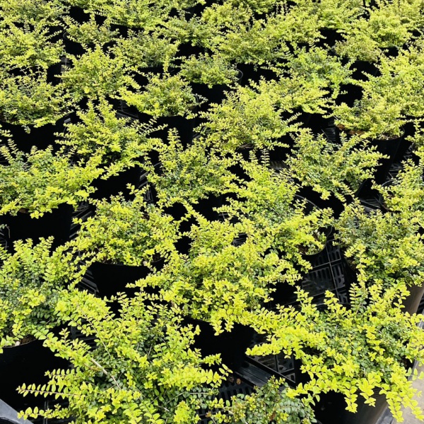 ロニセラ：バケッセンスゴールド4号ポット