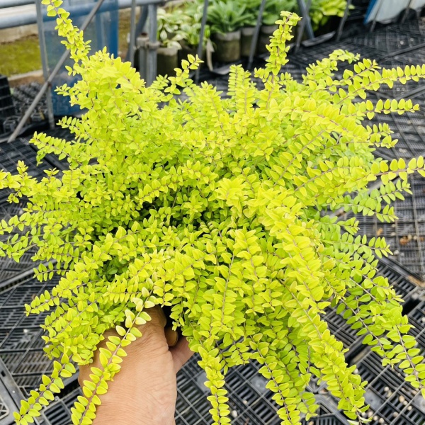 ロニセラ：バケッセンスゴールド4号ポット