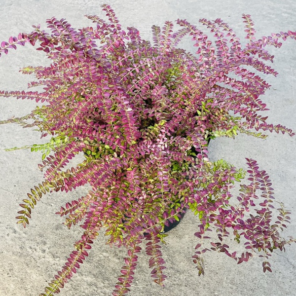 ロニセラ：バケッセンスゴールド4号ポット