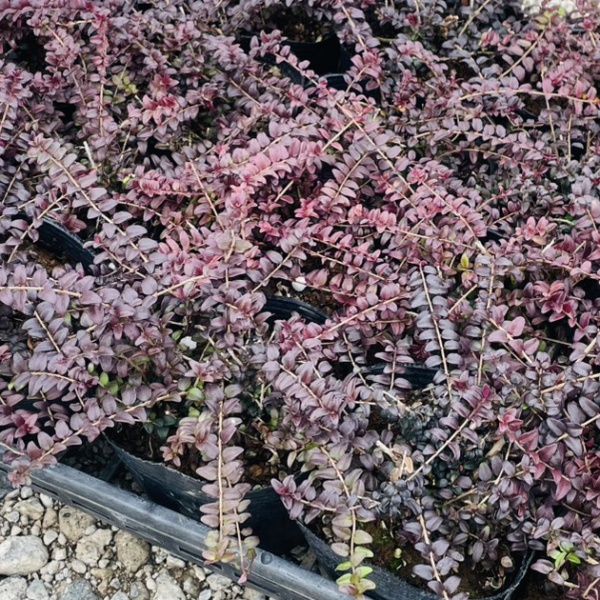 ロニセラ：バケッセンスゴールド4号ポット