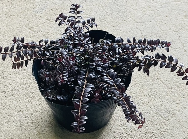 ロニセラ：バケッセンスゴールド4号ポット