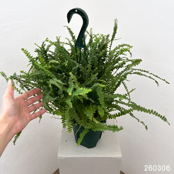 ネフロレピス：ダッフィー　5号吊り鉢植え