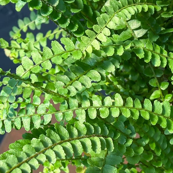 ネフロレピス：ダッフィー　5号吊り鉢植え