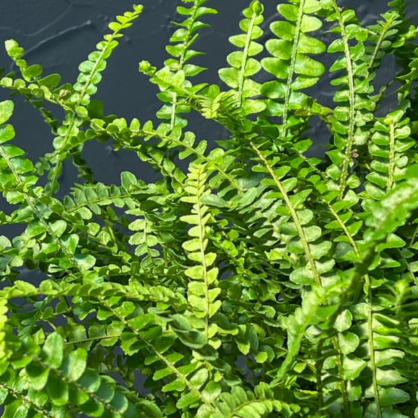 ネフロレピス：ダッフィー　5号吊り鉢植え