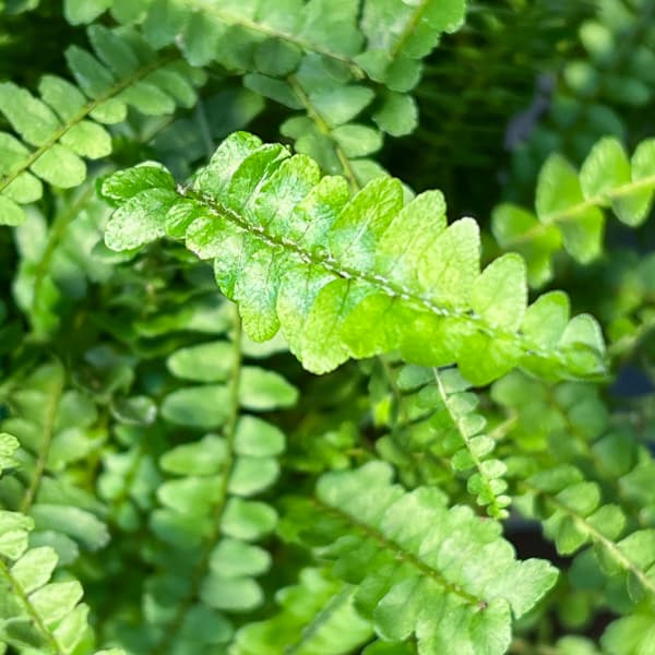 ネフロレピス：ダッフィー　5号吊り鉢植え