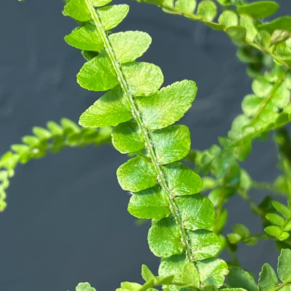 ネフロレピス：ダッフィー　5号吊り鉢植え