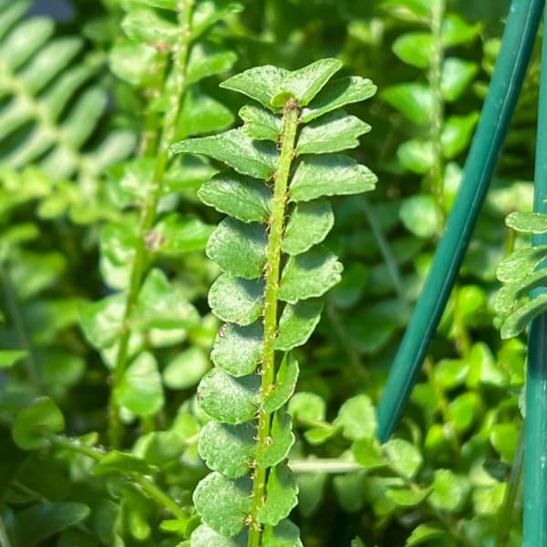 ネフロレピス：ダッフィー　5号吊り鉢植え