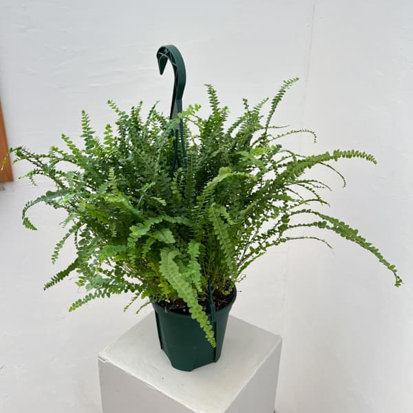 ネフロレピス：ダッフィー　5号吊り鉢植え