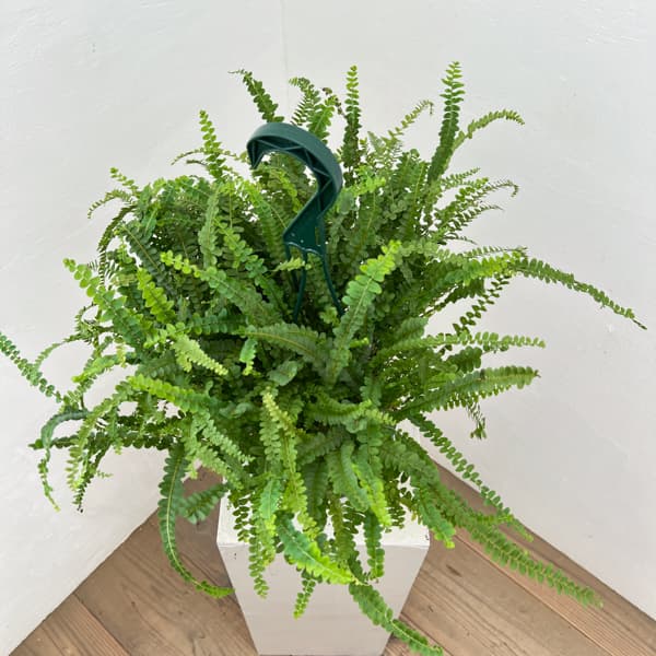 ネフロレピス：ダッフィー　5号吊り鉢植え